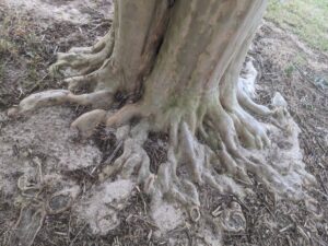 RITUAL: Awakening from Hibernation, Wisdom of the Roots @ AwenTree